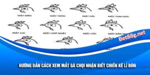 xem mắt gà chọi