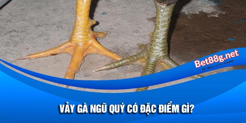 vảy gà ngũ quý có đặc điểm gì