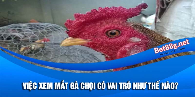 xem mắt gà chọi