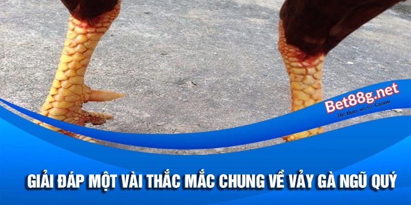 vảy gà ngũ quý có đặc điểm gì