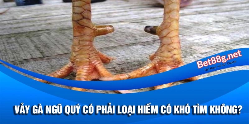 vảy gà ngũ quý có đặc điểm gì