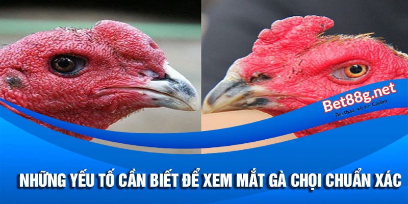 xem mắt gà chọi