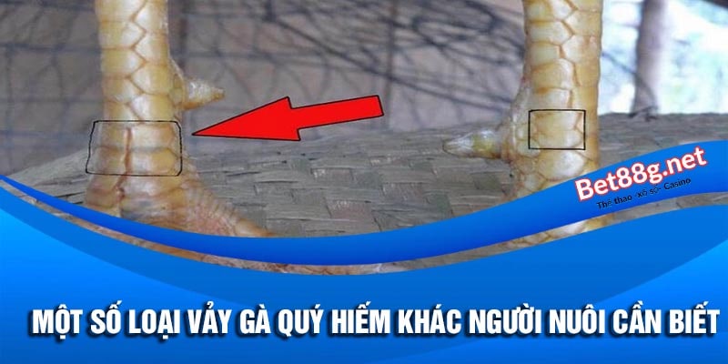 vảy gà ngũ quý có đặc điểm gì